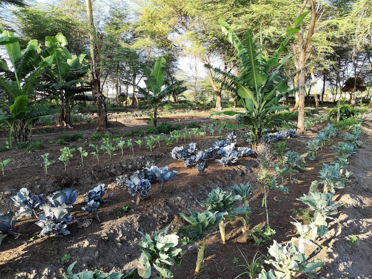 Africa Safari Camping Mto Wa Mbu Kültér fotó